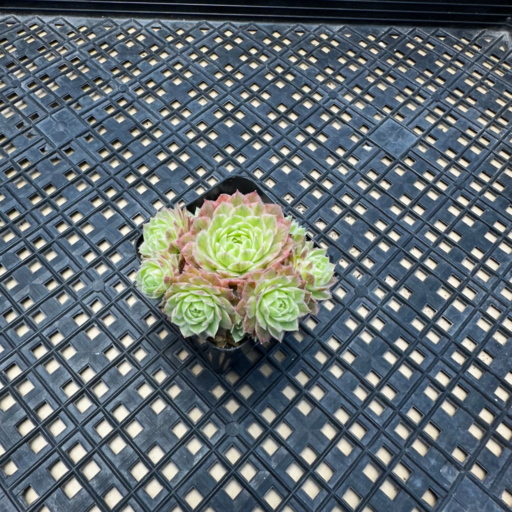 Sempervivum and Jovibarba – Chubby Leaf Succulents
