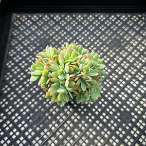Echeveria ‘Luella’