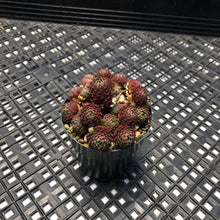 Load image into Gallery viewer, Echeveria v. Atomy