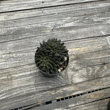 Load image into Gallery viewer, Sinocrassula yunnanensis