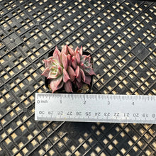 Load image into Gallery viewer, Echeveria ‘Sir Charles’