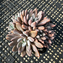 Load image into Gallery viewer, Echeveria ‘Sugar Jelly’