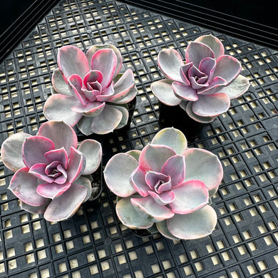 Echeveria Rainbow 