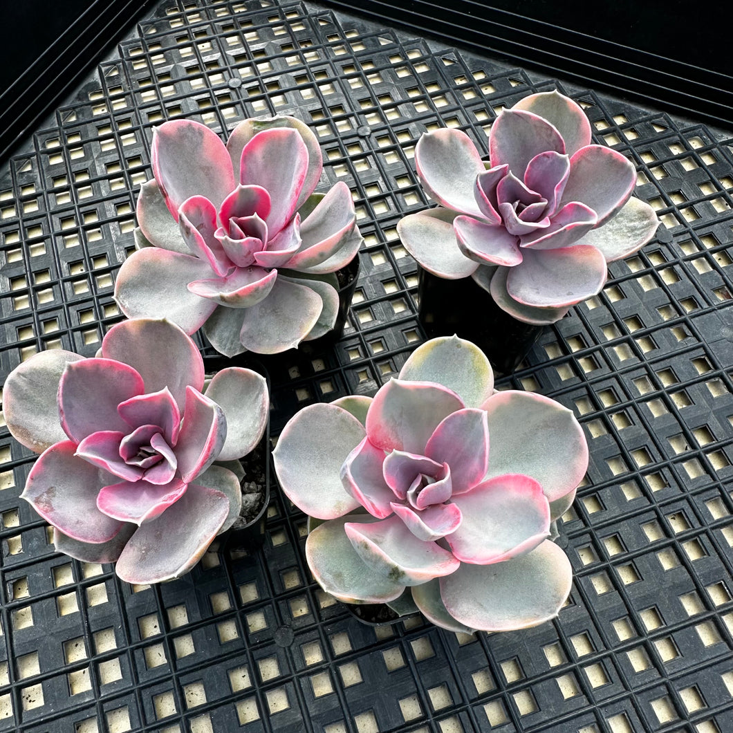 Echeveria Rainbow 