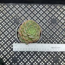 Load image into Gallery viewer, Echeveria ‘Sugar Baby’