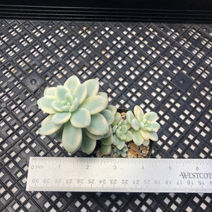 Sedum clavatum variegated