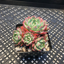 Load image into Gallery viewer, Echeveria Nanahukumini