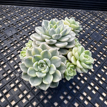 Load image into Gallery viewer, Echeveria Agavoides ‘Tinkerbell’ Variegated