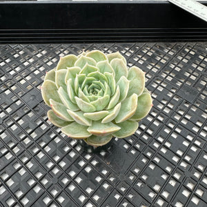 Echeveria cv ‘Onslow’