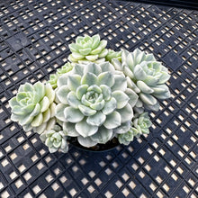 Load image into Gallery viewer, Echeveria Agavoides ‘Tinkerbell’ Variegated