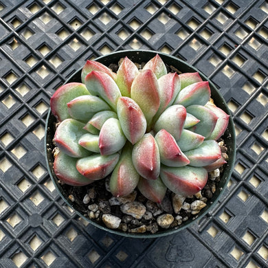 Echeveria ‘Chubby Lips’