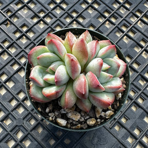 Echeveria ‘Chubby Lips’