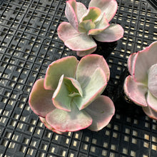 Load image into Gallery viewer, Echeveria ‘Chantilli’ Variegated