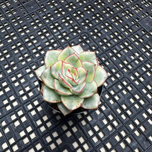 Load image into Gallery viewer, Echeveria ‘Esther’ Variegated
