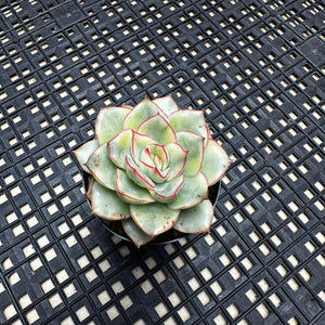 Echeveria ‘Esther’ Variegated