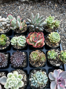#ER-F34 Assorted 2-2.5” premium succulents. Echeveria, Crested, Crassula, Graptoveria, Sedum, Variegated