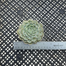 Load image into Gallery viewer, Echeveria cv ‘Onslow’