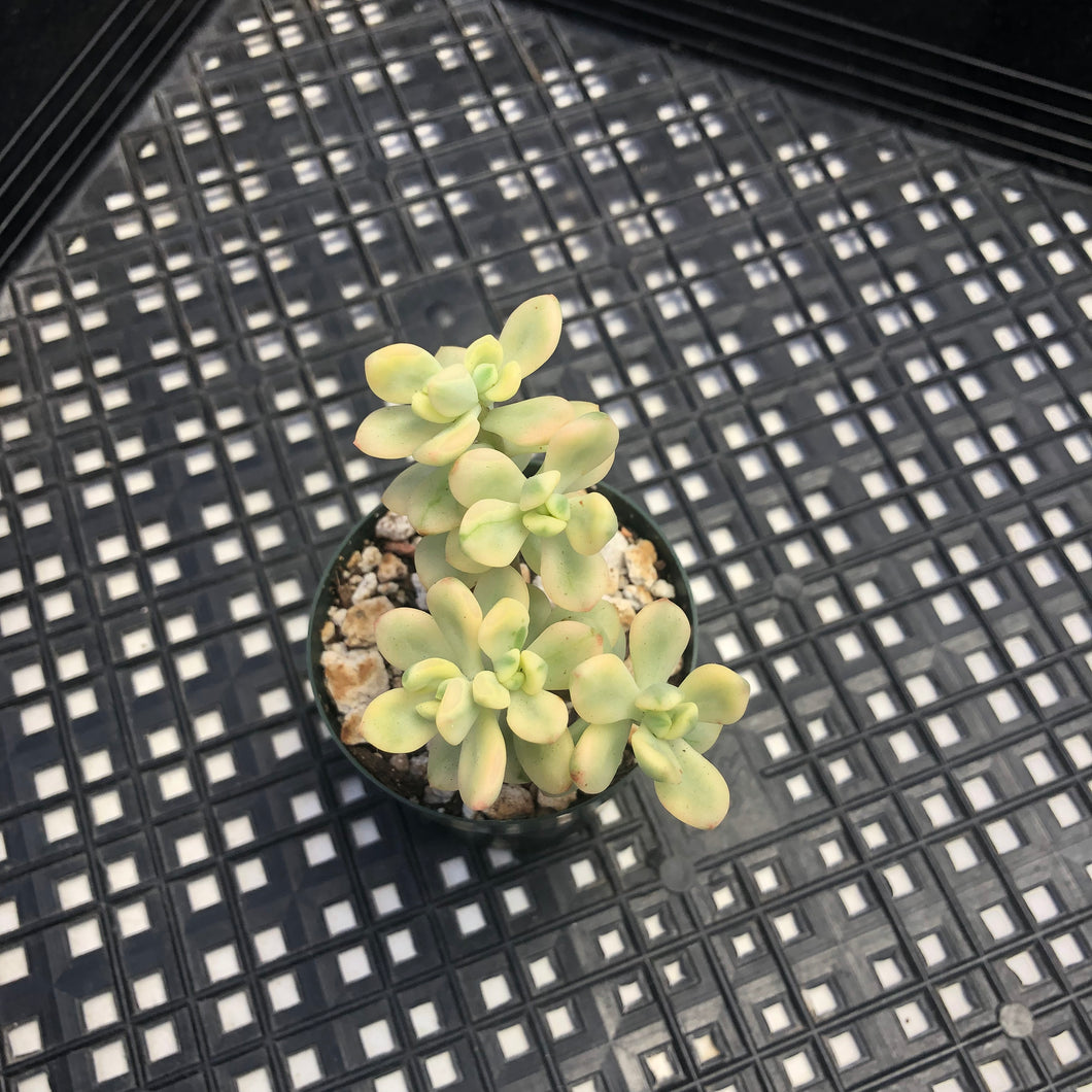 Echeveria macdougallii variegated  aka “sedoides“