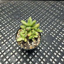 Load image into Gallery viewer, Crassula nudicaulis var. herrei Variegated