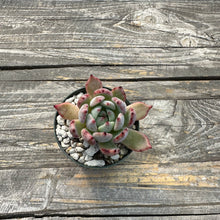 Load image into Gallery viewer, Echeveria Agavoides ‘Black Tip’