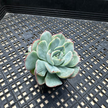 Load image into Gallery viewer, Echeveria ‘Lime Pink’