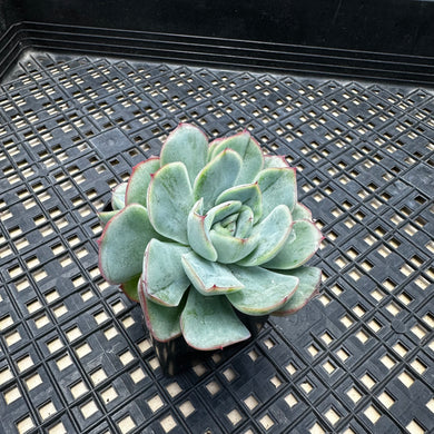 Echeveria ‘Lime Pink’