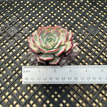 Load image into Gallery viewer, Echeveria ‘Laulensis’