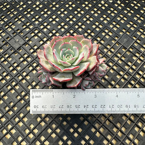 Echeveria ‘Laulensis’