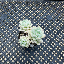 Load image into Gallery viewer, Echeveria &#39;Gungekkan’