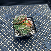 Load image into Gallery viewer, Echeveria ‘Sugar Baby’