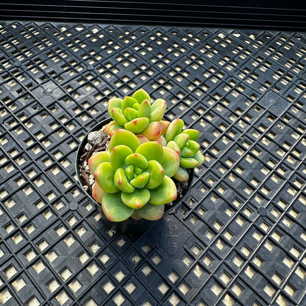 Echeveria Agavoides ebony ‘Peridot’