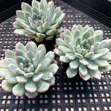 Load image into Gallery viewer, Echeveria ‘Pink Edge’