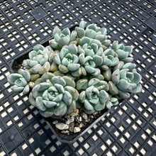 Load image into Gallery viewer, Echeveria Agavoides ‘Tinkerbell’
