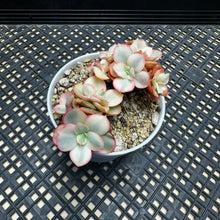 Load image into Gallery viewer, Echeveria ‘Suyon’ variegated