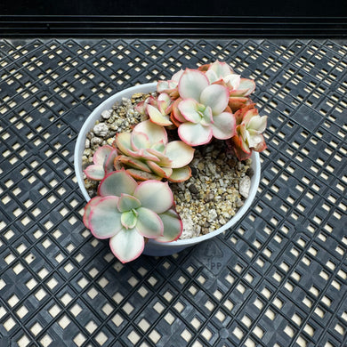 Echeveria ‘Suyon’ variegated