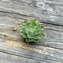 Load image into Gallery viewer, Echeveria ‘Esther’ Variegated