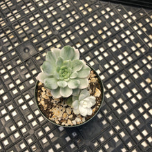 Load image into Gallery viewer, Echeveria Agavoides ‘Tinkerbell’ variegated
