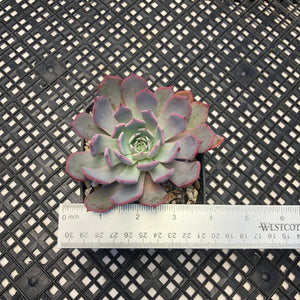 Echeveria ‘Laulensis’
