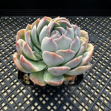 Load image into Gallery viewer, Echeveria sp.