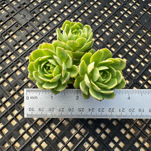 Load image into Gallery viewer, Sedeveria ‘Green Rose’