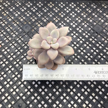 Load image into Gallery viewer, Gratopetalum ‘Ellen’