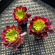 Load image into Gallery viewer, Aeonium ‘Wheels of Fascination’