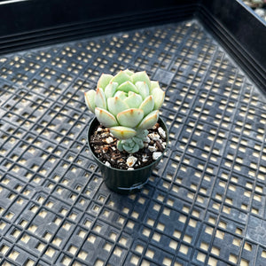 Echeveria Porima