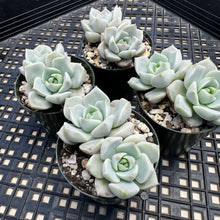 Load image into Gallery viewer, Graptoveria titubans