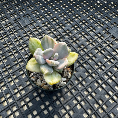 Pachyveria Pachyphytoides Variegated