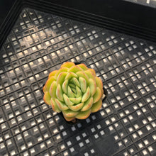 Load image into Gallery viewer, Echeveria ‘Lime Pink’