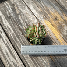 Load image into Gallery viewer, Echeveria ‘Hanatsukiyo’