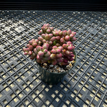 Load image into Gallery viewer, Crassula elegans