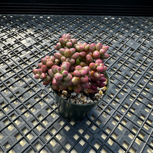 Crassula elegans