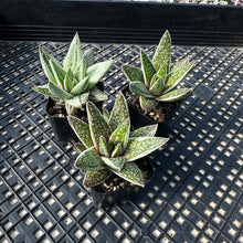 Load image into Gallery viewer, Gasteria ‘Kaleidoscope’